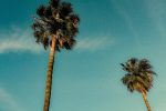 Two palm trees against a clear blue sky