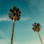 Two palm trees against a clear blue sky