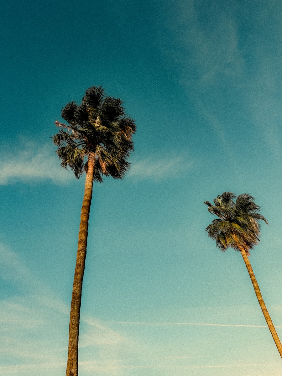 Two palm trees against a clear blue sky